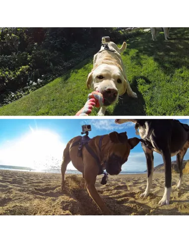 Harnais support Gopro pour chien + Adaptateurs | Ibroz