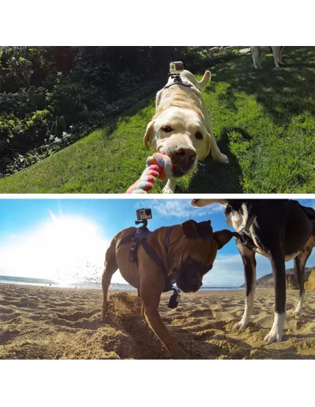 Harnais support Gopro pour chien + Adaptateurs | Ibroz