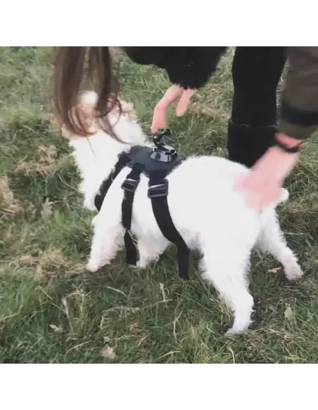 Harnais support Gopro pour chien + Adaptateurs | Ibroz